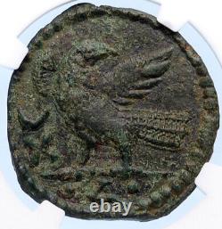 OSTROGOTHS Municipal Coinage of ROME Ancient 493AD Roman Style Coin NGC i68157