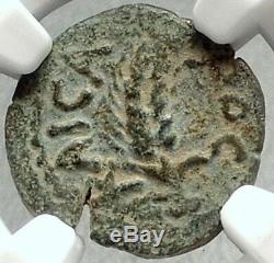 Marcus Ambibulus Auguste Jérusalem Antique 10ad Biblique Romaine Monnaie Ngc I68137